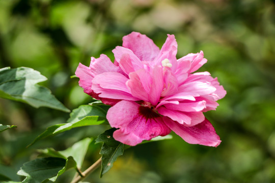 木槿花沙漠玫瑰