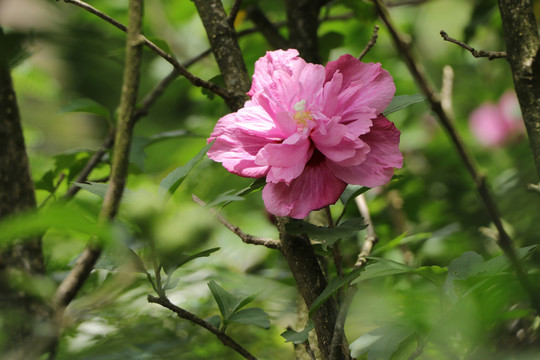 木槿花沙漠玫瑰