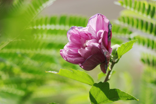 木槿花沙漠玫瑰