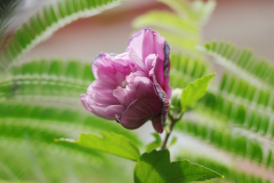 木槿花沙漠玫瑰