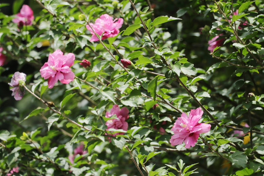 木槿花沙漠玫瑰