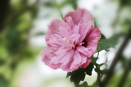 木槿花沙漠玫瑰