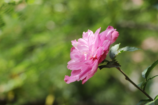 木槿花沙漠玫瑰
