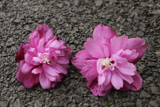 木槿花沙漠玫瑰