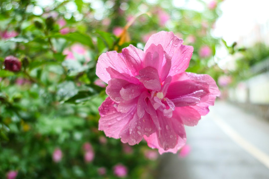 木槿花沙漠玫瑰