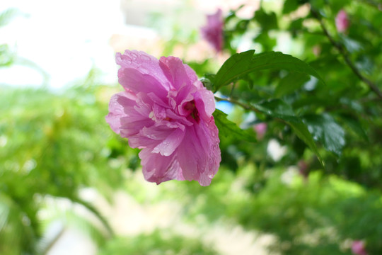 木槿花沙漠玫瑰
