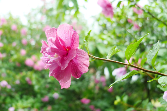 木槿花沙漠玫瑰