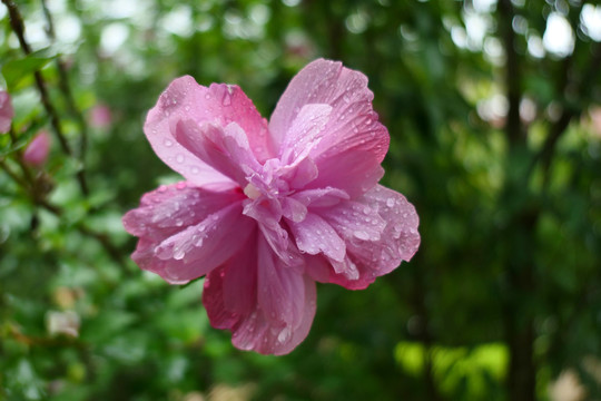 木槿花沙漠玫瑰
