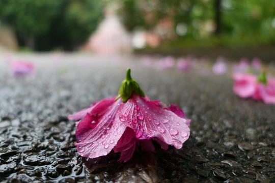 木槿花沙漠玫瑰