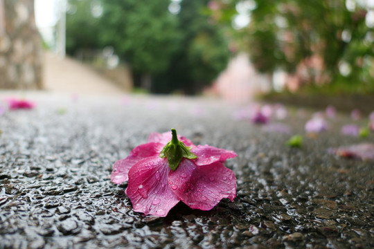 木槿花沙漠玫瑰