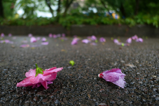 木槿花沙漠玫瑰