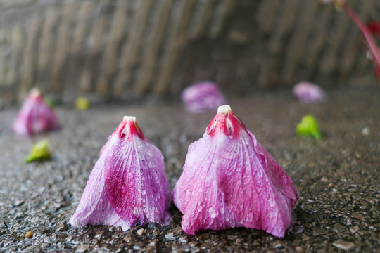 木槿花
