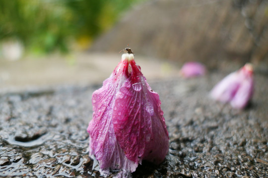 木槿花