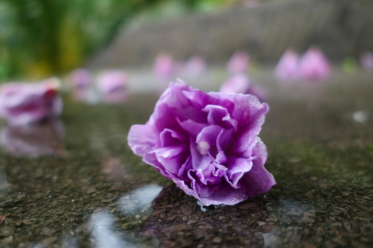 木槿花