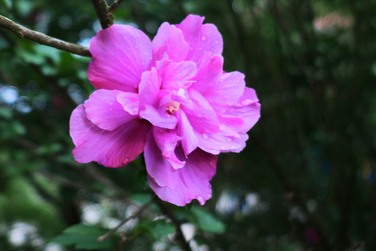 木槿花