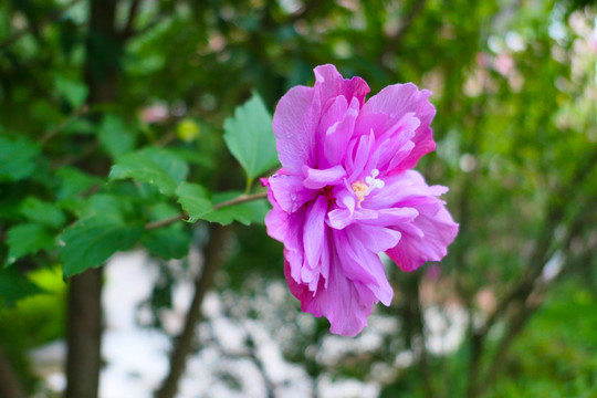 木槿花