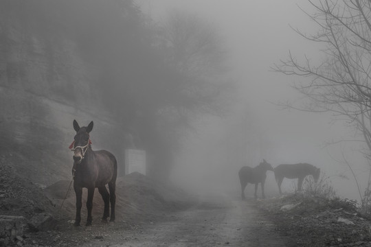 雾中马匹