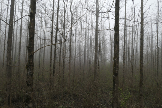 雾中树林