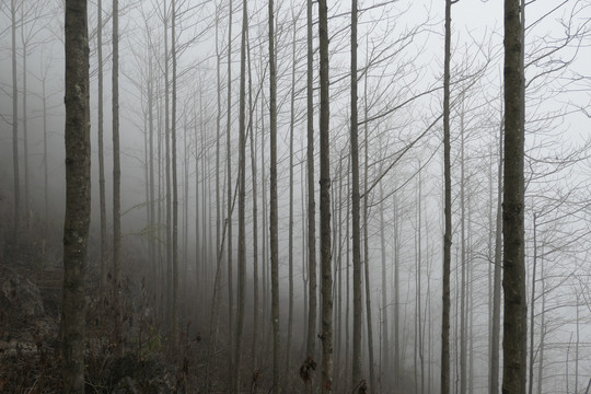 雾中树林
