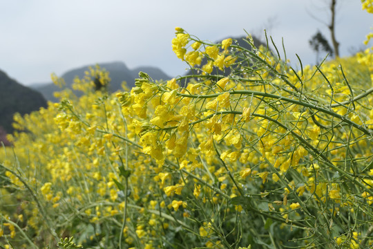 油菜花