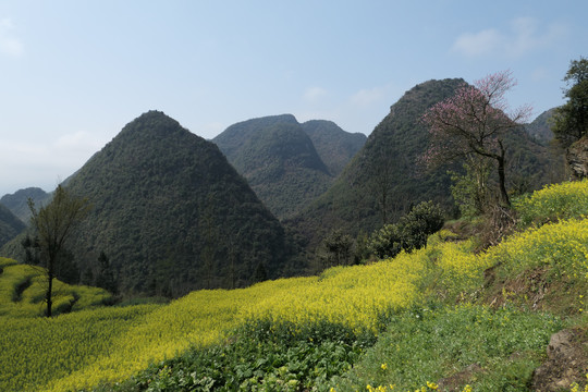 油菜花
