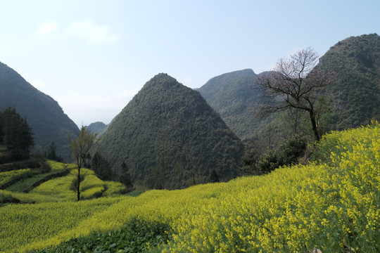 油菜花