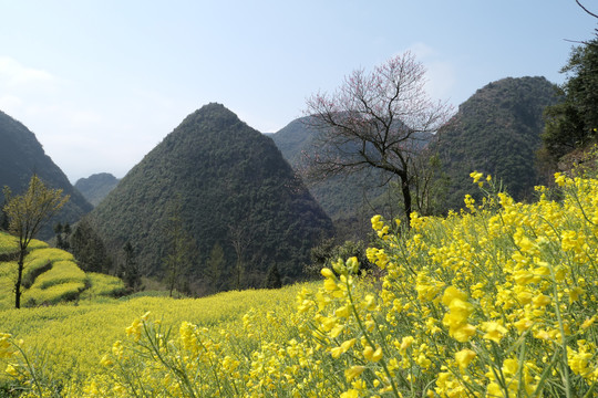 油菜花