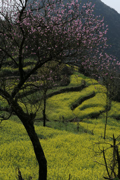 油菜花