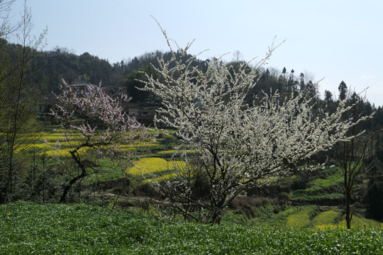 油菜花