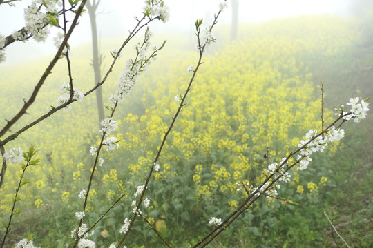 油菜花