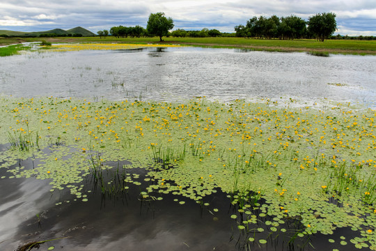 湿地生态景观