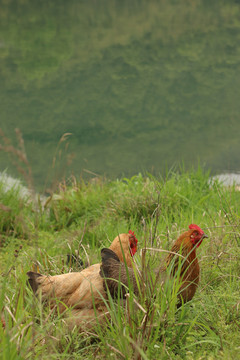河边草丛里的鸡