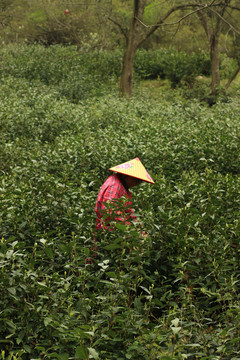 茶园里采茶叶的茶农
