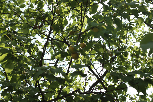 茂盛枝叶里的黄杏