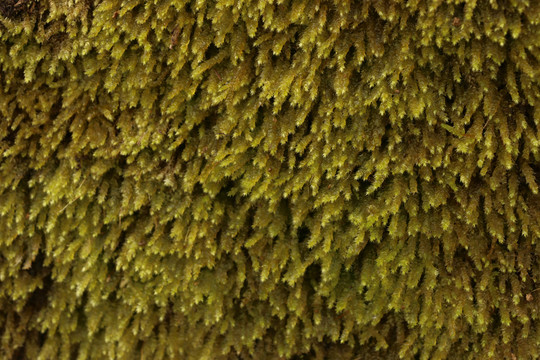 湿漉漉的苔藓