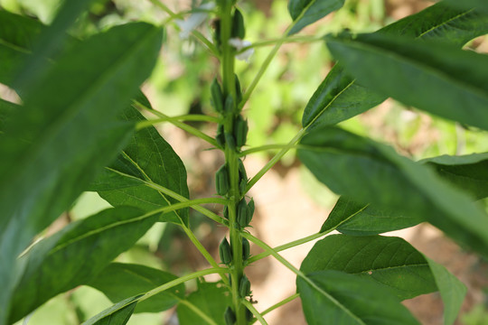 芝麻植株