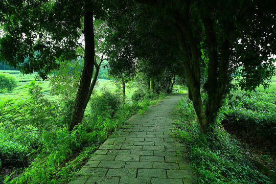 茶园田间小路