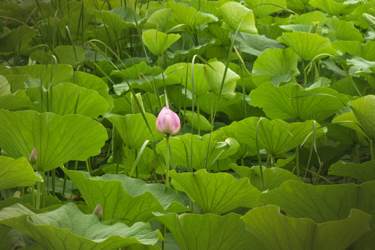 沈阳东陵荷花湖