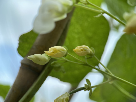 豆角花