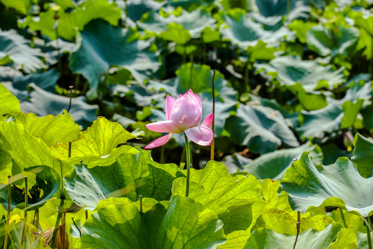 夏日荷花