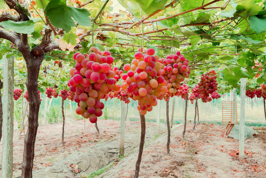 葡萄园里成熟的葡萄提子
