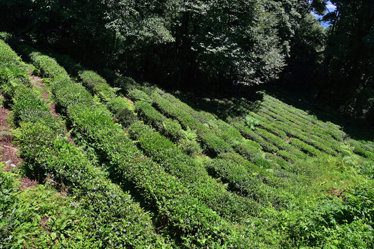 雅安蒙顶山茶园