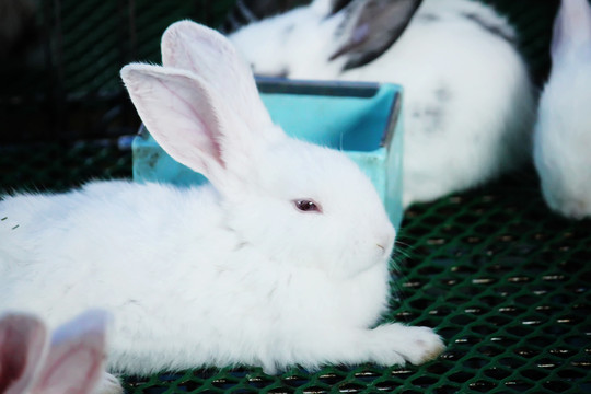 宠物市场一只可爱的白兔