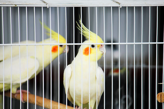 笼子里的可爱黄色玄凤鹦鹉