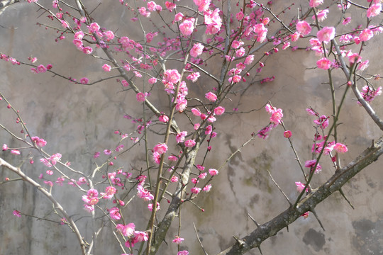 梅花
