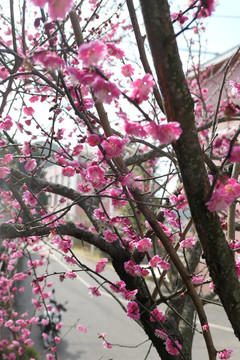 梅花