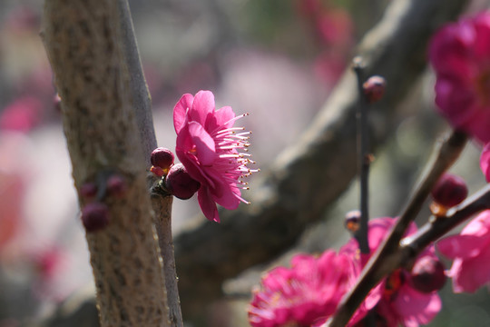 梅花