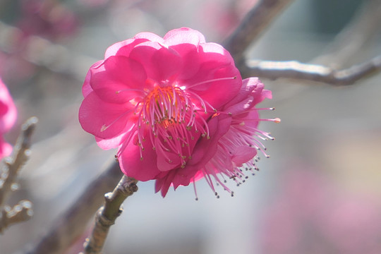 梅花