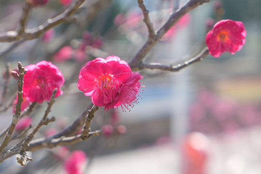 梅花