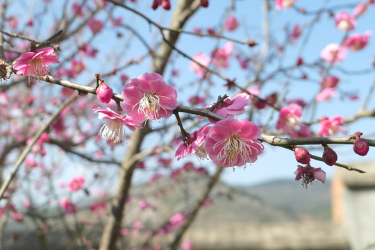 梅花